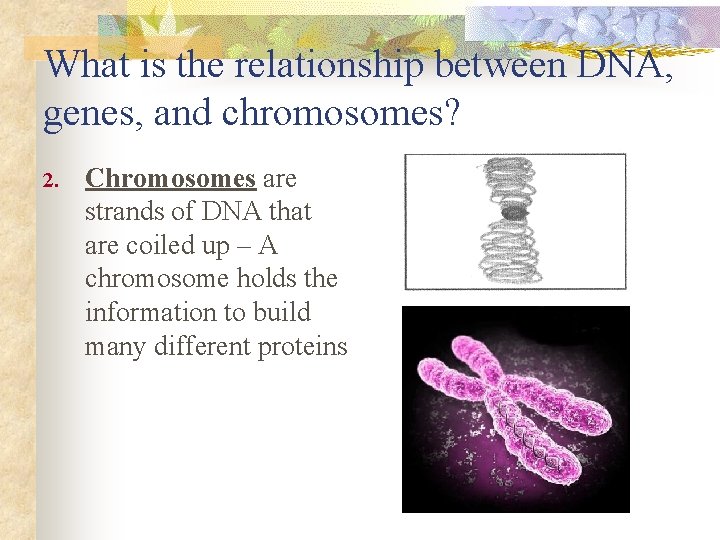 What is the relationship between DNA, genes, and chromosomes? 2. Chromosomes are strands of