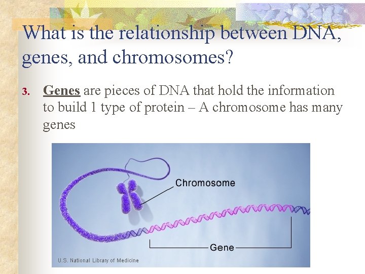 What is the relationship between DNA, genes, and chromosomes? 3. Genes are pieces of