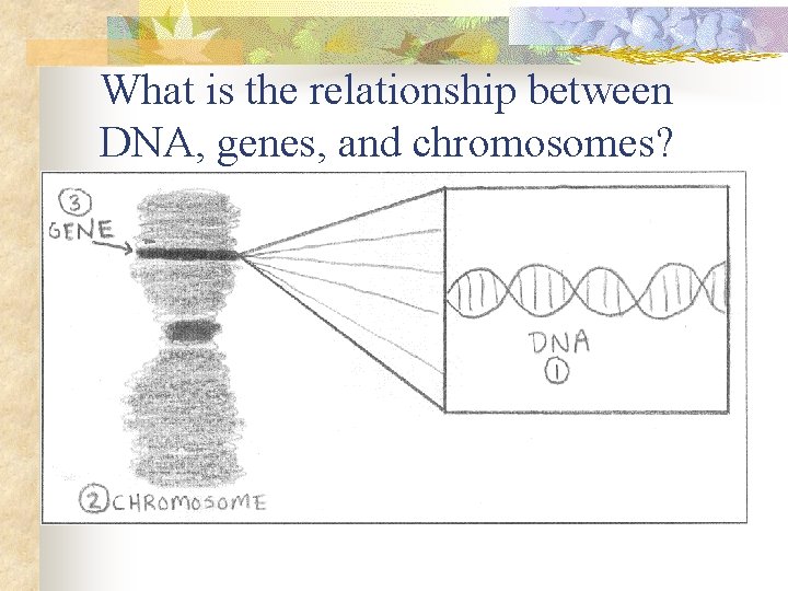 What is the relationship between DNA, genes, and chromosomes? 