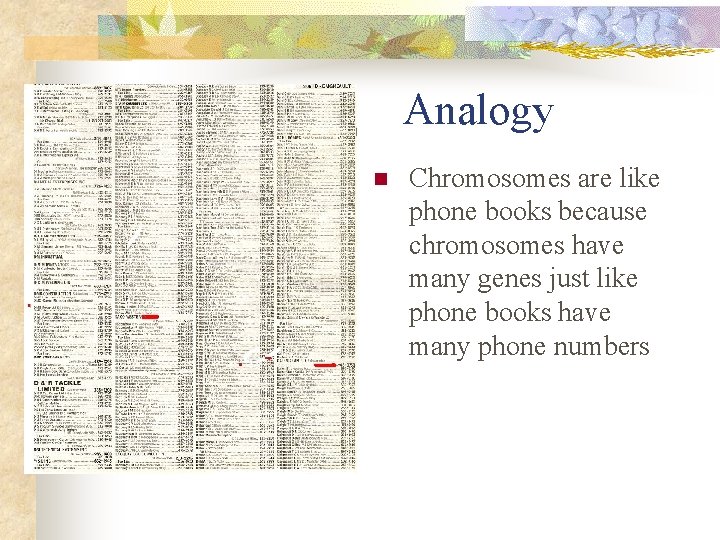 Analogy n Chromosomes are like phone books because chromosomes have many genes just like