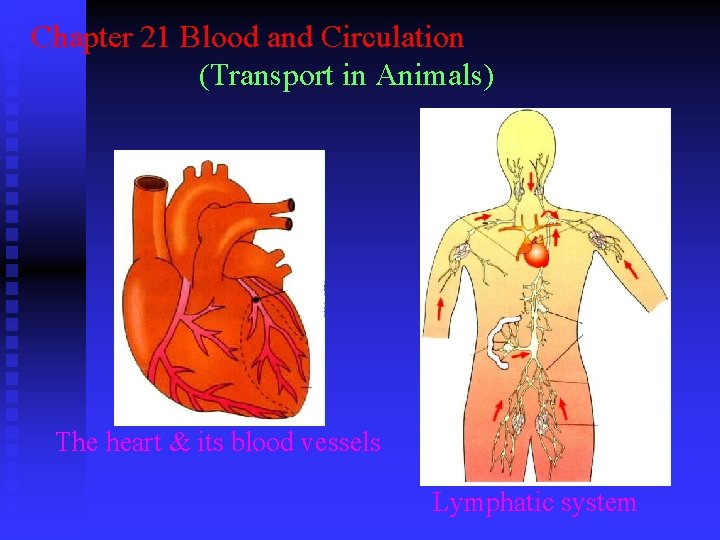 Chapter 21 Blood and Circulation (Transport in Animals) The heart & its blood vessels