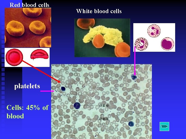 Red blood cells platelets Cells: 45% of blood White blood cells 