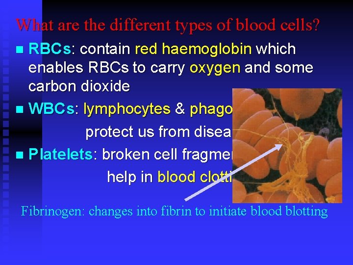 What are the different types of blood cells? RBCs: contain red haemoglobin which enables