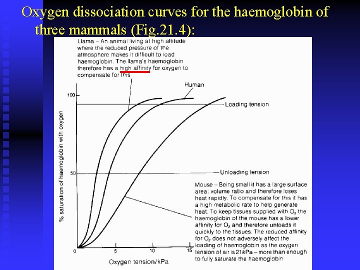 Oxygen dissociation curves for the haemoglobin of three mammals (Fig. 21. 4): 