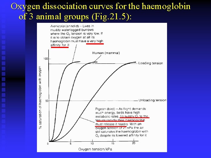 Oxygen dissociation curves for the haemoglobin of 3 animal groups (Fig. 21. 5): 