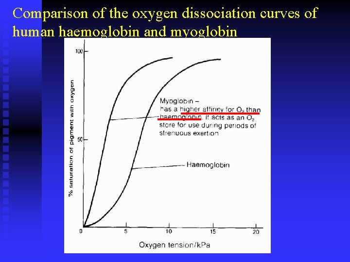Comparison of the oxygen dissociation curves of human haemoglobin and myoglobin 