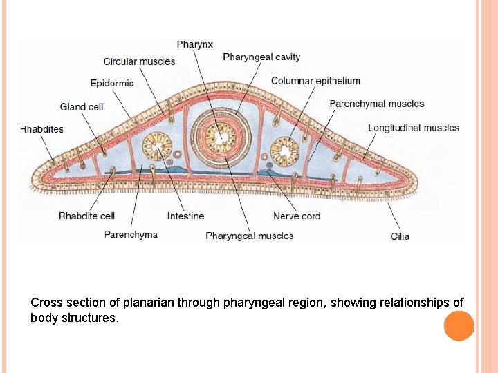 Cross section of planarian through pharyngeal region, showing relationships of body structures. 