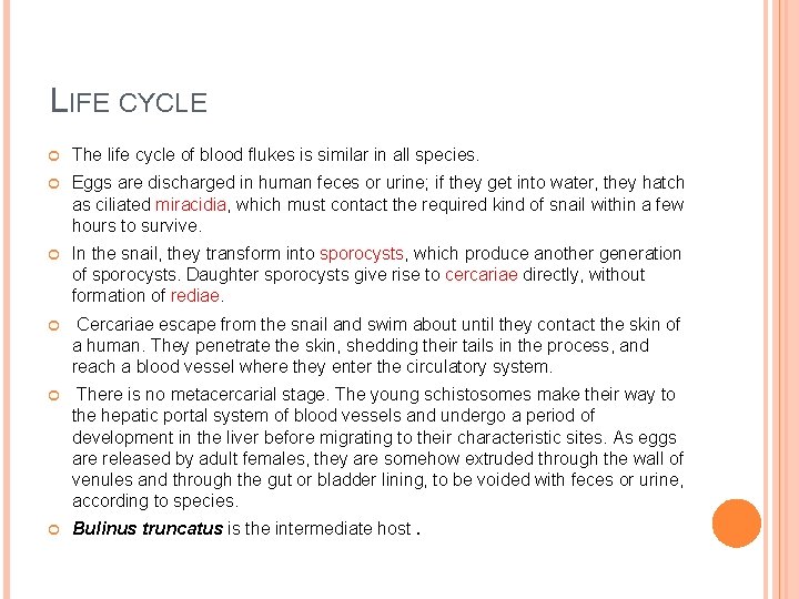 LIFE CYCLE The life cycle of blood flukes is similar in all species. Eggs