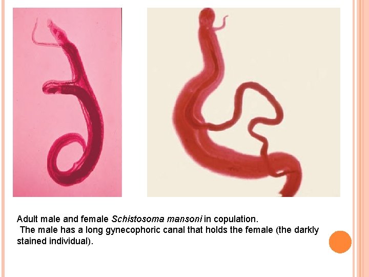 Adult male and female Schistosoma mansoni in copulation. The male has a long gynecophoric