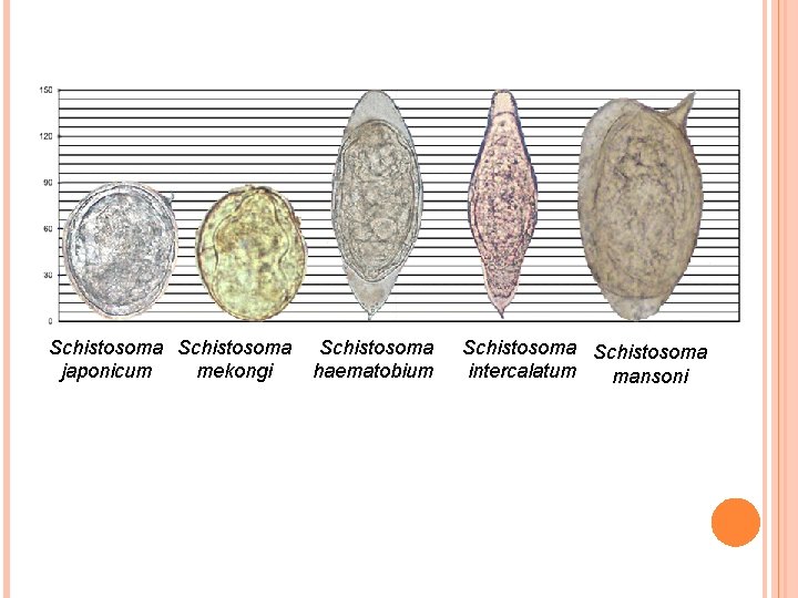 Schistosoma mekongi japonicum Schistosoma haematobium Schistosoma intercalatum mansoni 