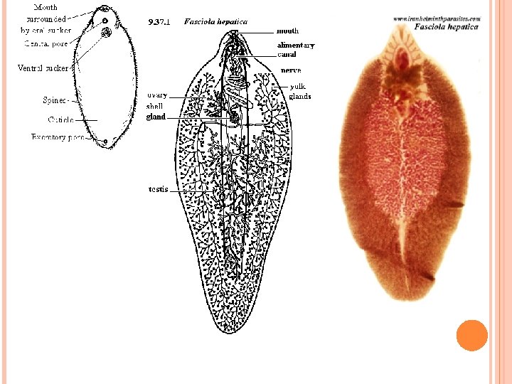 Nivelul de organ al platyhelminthes. Florin – emagik.ro - Platyhelminthes fluhe hepatic
