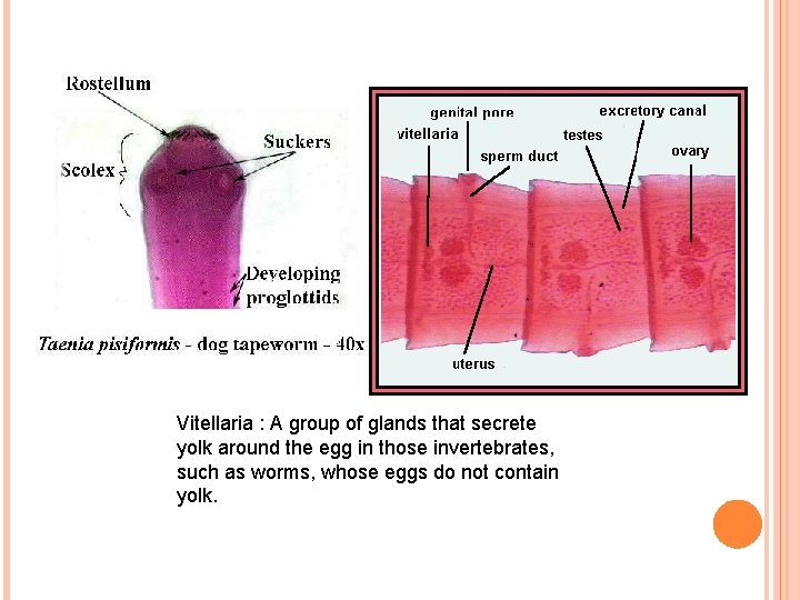 Vitellaria : A group of glands that secrete yolk around the egg in those