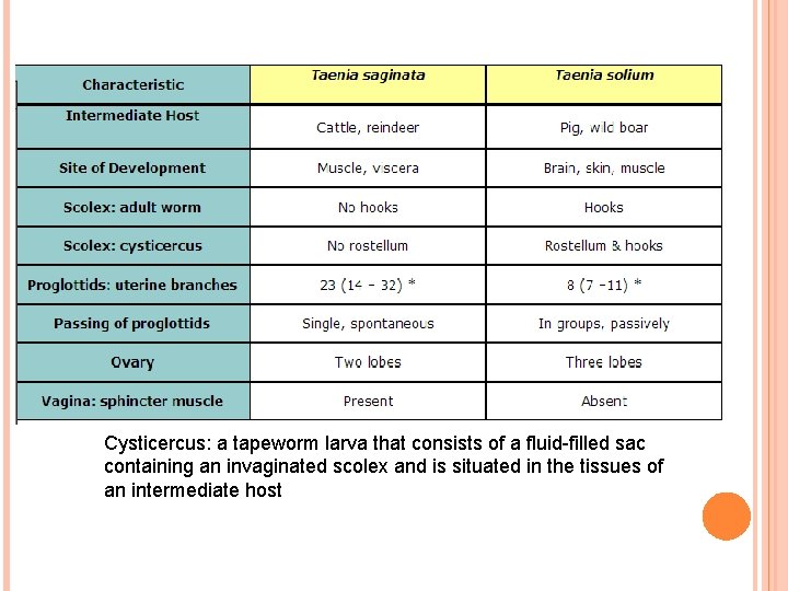 Cysticercus: a tapeworm larva that consists of a fluid-filled sac containing an invaginated scolex