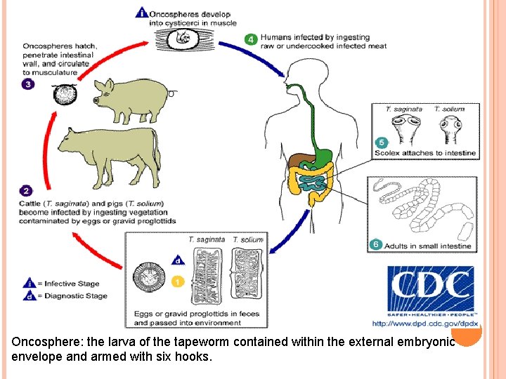 Oncosphere: the larva of the tapeworm contained within the external embryonic envelope and armed