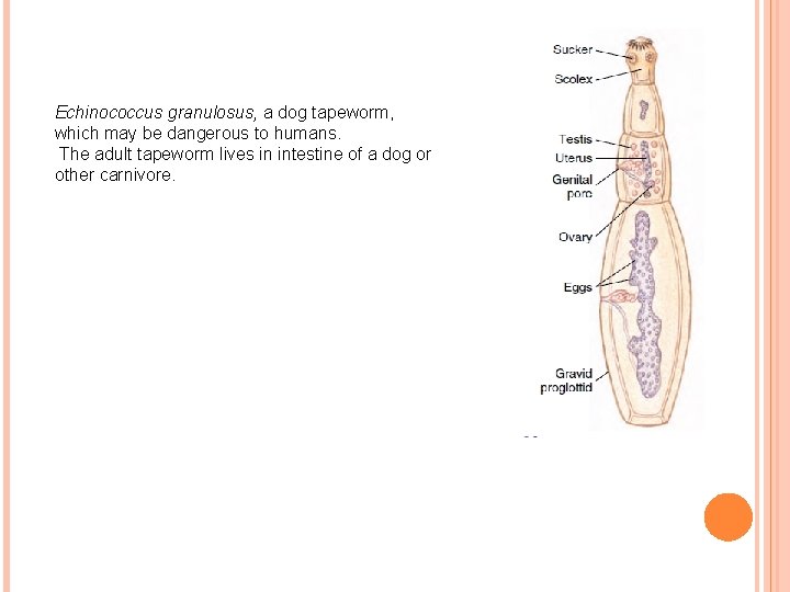 Echinococcus granulosus, a dog tapeworm, which may be dangerous to humans. The adult tapeworm