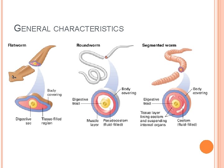 GENERAL CHARACTERISTICS 