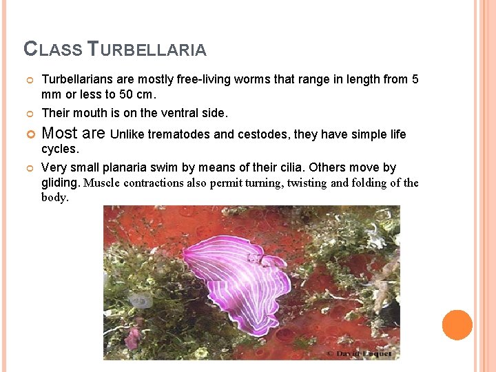 CLASS TURBELLARIA Turbellarians are mostly free-living worms that range in length from 5 mm