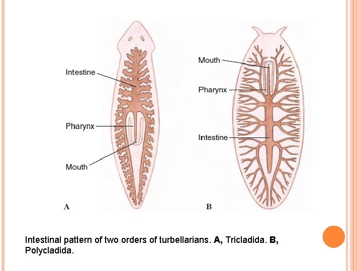 Intestinal pattern of two orders of turbellarians. A, Tricladida. B, Polycladida. 