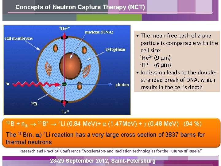 Concepts of Neutron Capture Therapy (NCT) • The mean free path of alpha particle