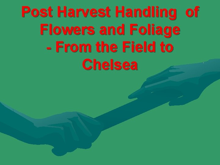  Post Harvest Handling of Flowers and Foliage - From the Field to Chelsea