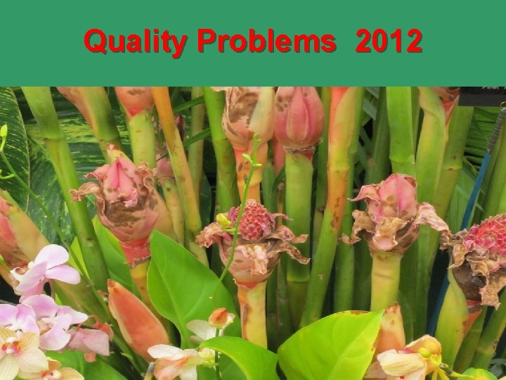 Quality Problems 2012 • Encouragement of the production of local food crops, especially vegetables