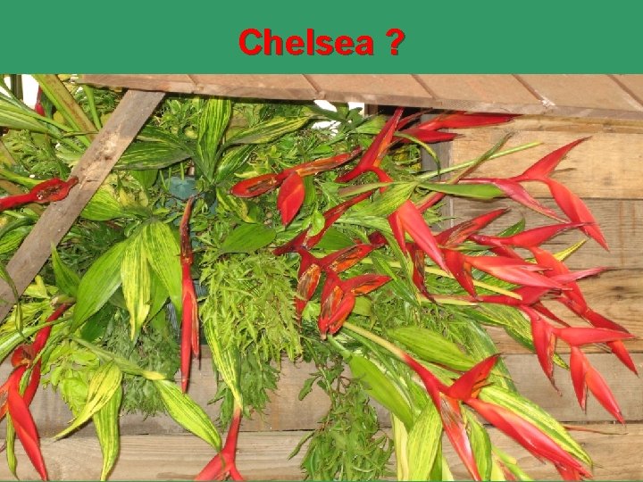 Chelsea ? • Sugar cane farmers rotated pure stand vegetables and root crops with