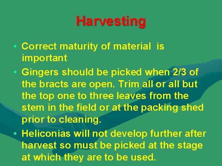 Harvesting • Correct maturity of material is important • Gingers should be picked when