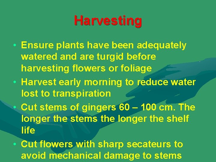 Harvesting • Ensure plants have been adequately watered and are turgid before harvesting flowers