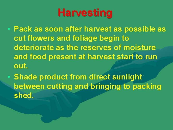 Harvesting • Pack as soon after harvest as possible as cut flowers and foliage