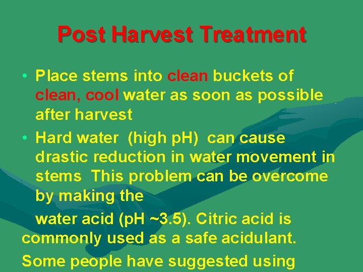 Post Harvest Treatment • Place stems into clean buckets of clean, cool water as