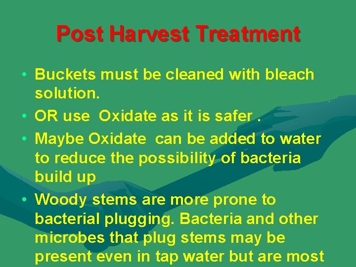 Post Harvest Treatment • Buckets must be cleaned with bleach solution. • OR use