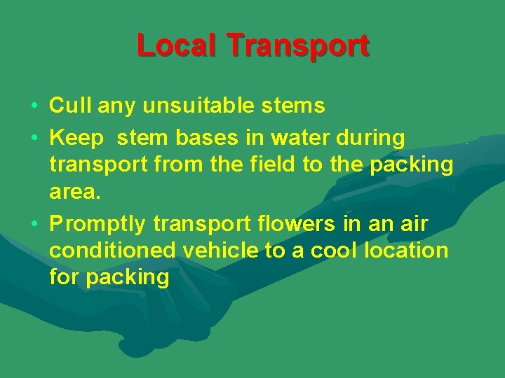 Local Transport • Cull any unsuitable stems • Keep stem bases in water during