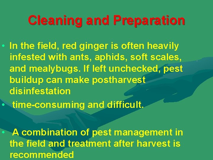 Cleaning and Preparation • In the field, red ginger is often heavily infested with