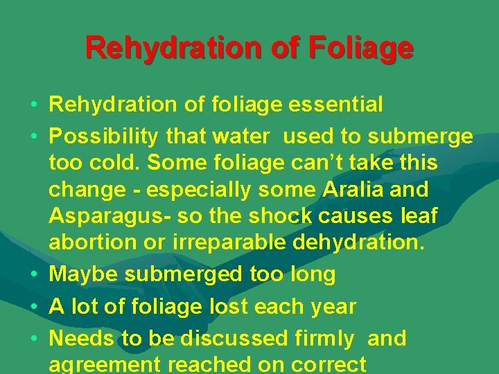 Rehydration of Foliage • Rehydration of foliage essential • Possibility that water used to