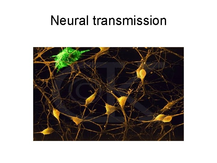 Neural transmission 