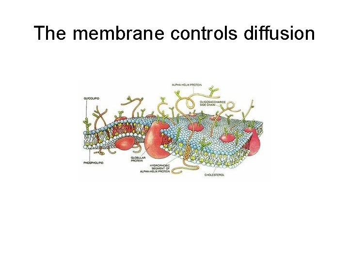 The membrane controls diffusion 