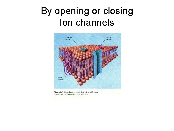 By opening or closing Ion channels 