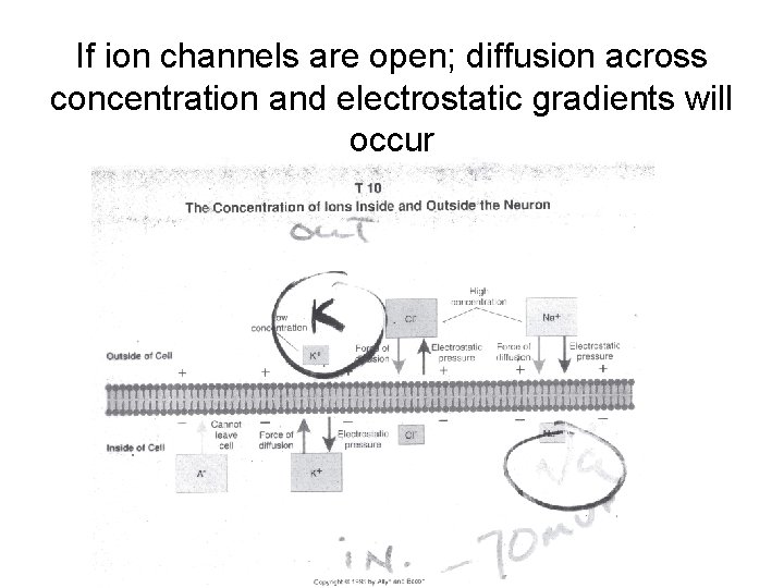 If ion channels are open; diffusion across concentration and electrostatic gradients will occur 