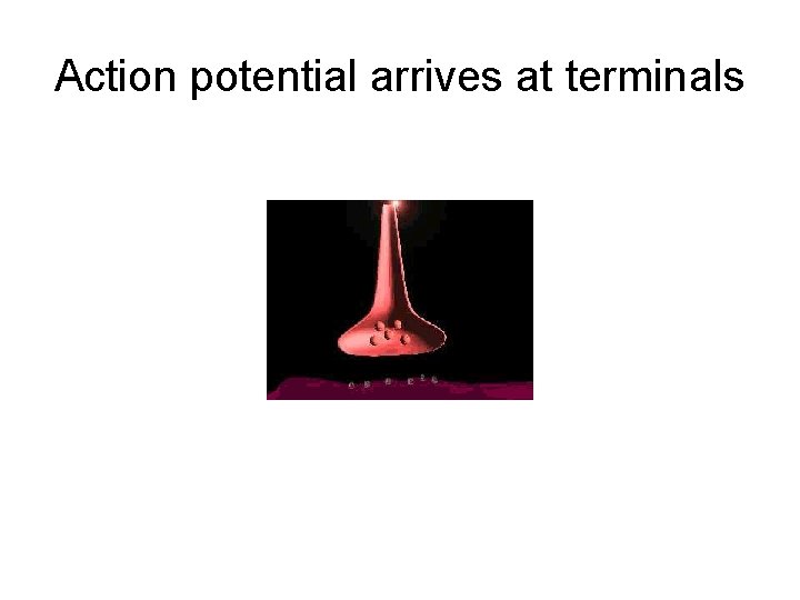 Action potential arrives at terminals 