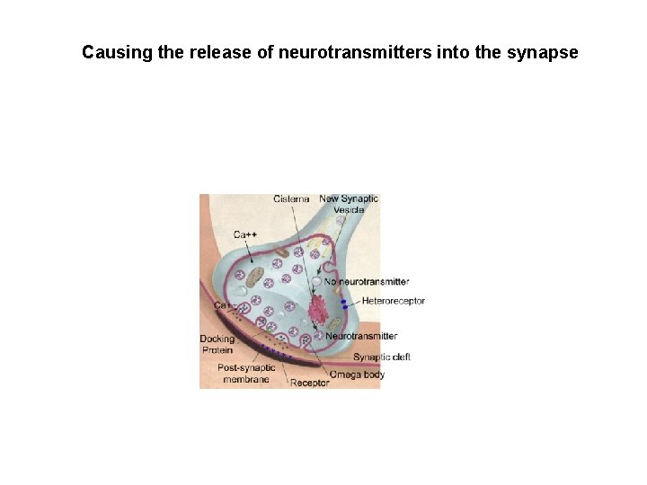 Causing the release of neurotransmitters into the synapse 