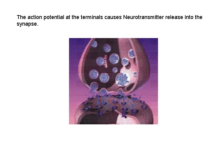 The action potential at the terminals causes Neurotransmitter release into the synapse. 