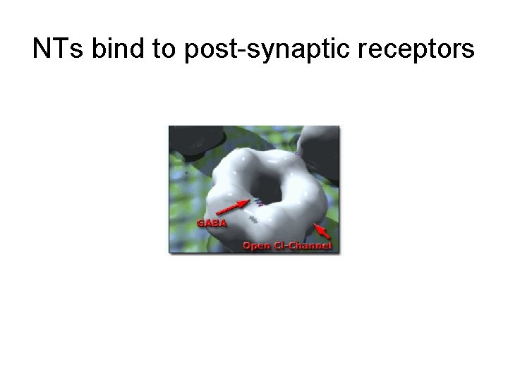 NTs bind to post-synaptic receptors 