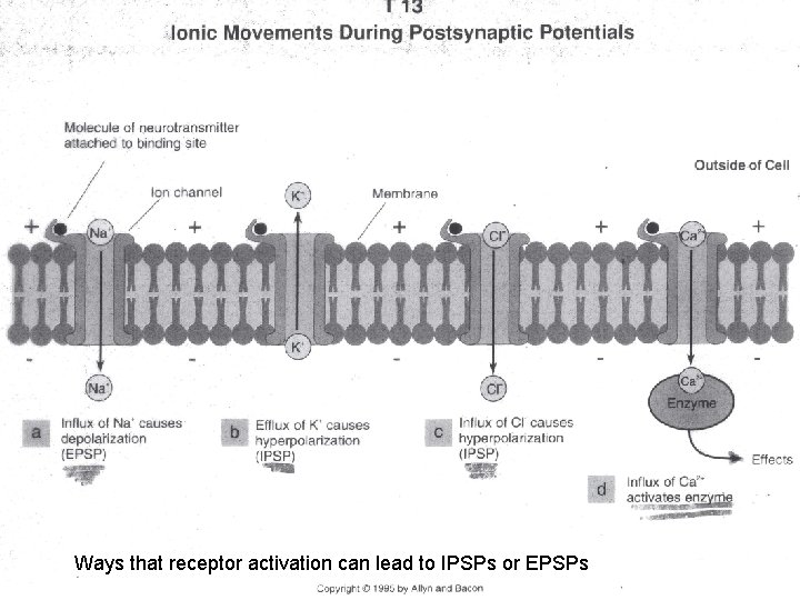 Ways that receptor activation can lead to IPSPs or EPSPs 