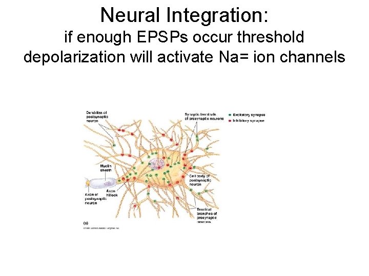 Neural Integration: if enough EPSPs occur threshold depolarization will activate Na= ion channels 