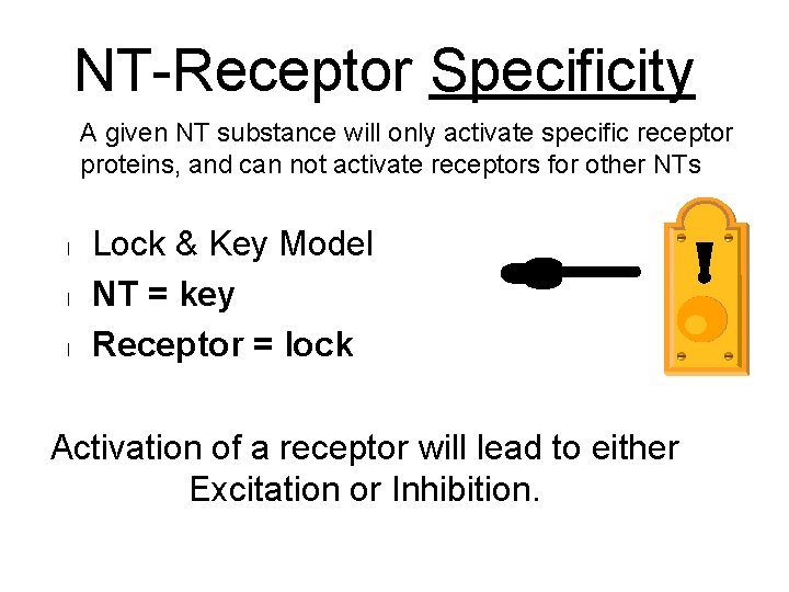 NT-Receptor Specificity A given NT substance will only activate specific receptor proteins, and can