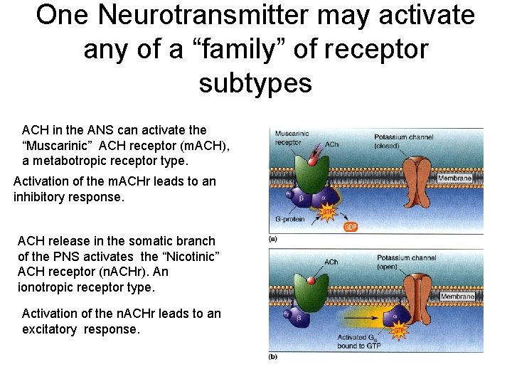 One Neurotransmitter may activate any of a “family” of receptor subtypes ACH in the