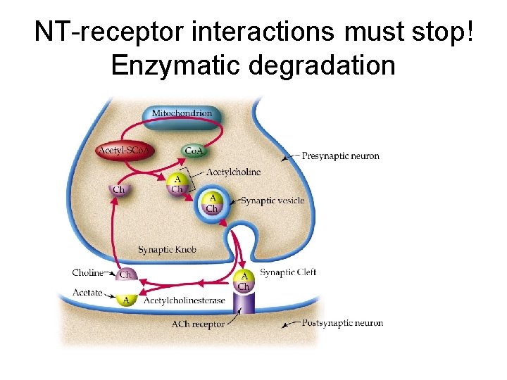 NT-receptor interactions must stop! Enzymatic degradation 