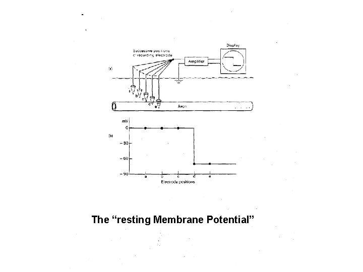The “resting Membrane Potential” 