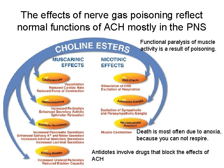 The effects of nerve gas poisoning reflect normal functions of ACH mostly in the