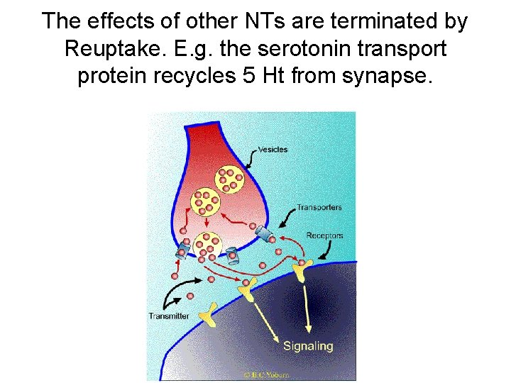 The effects of other NTs are terminated by Reuptake. E. g. the serotonin transport